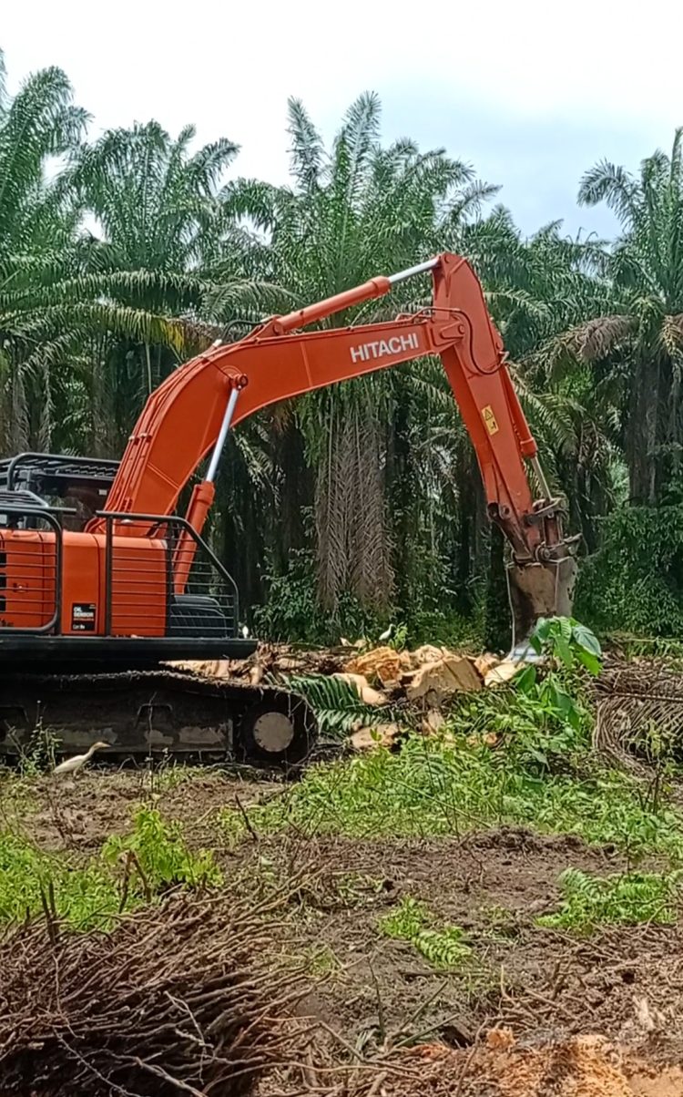 Pengerjaan Replanting Kebun Marihat Diduga Tidak Sesuai SOP. Pembongkaran Bonggol dan Area Tidak di-Ripping Mencuat ke Permukaan