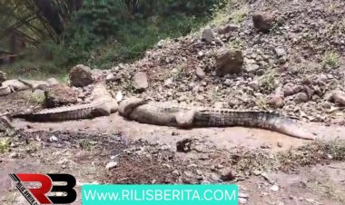 Buaya Kabur di Penangkaran Cianjur