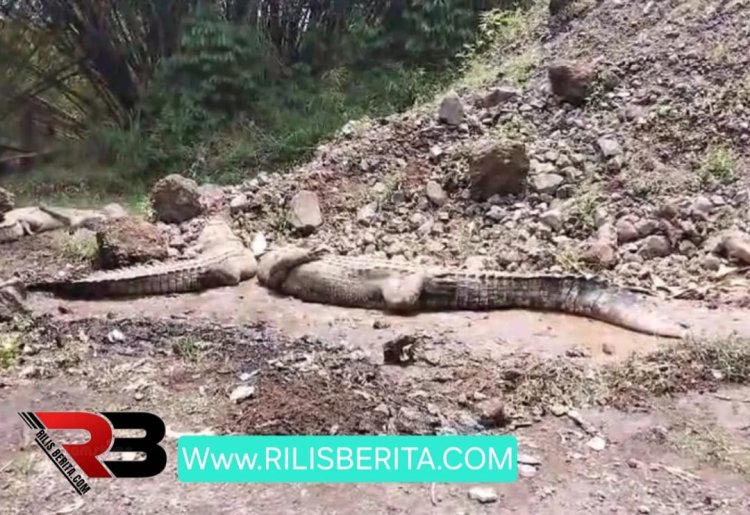 Buaya Kabur di Penangkaran Cianjur
