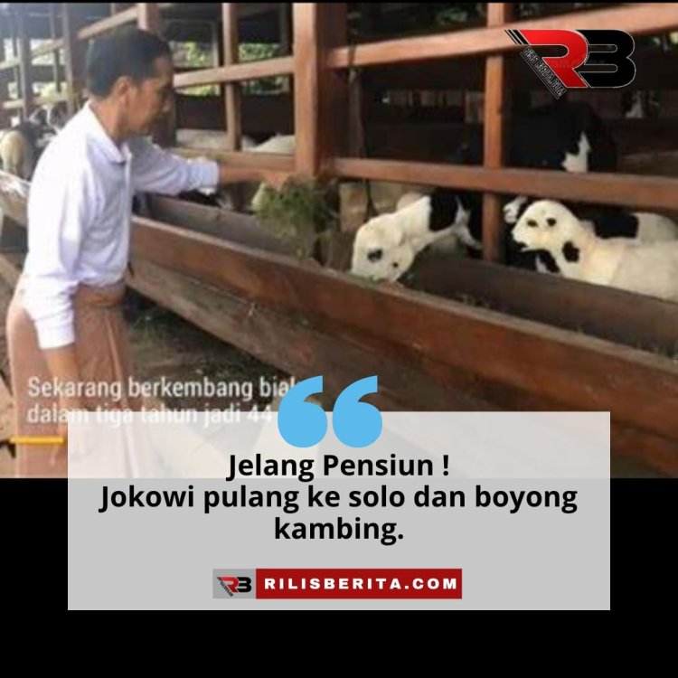 Jelang Pensiun !  Jokowi pulang ke solo dan boyong kambing.