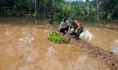 Babinsa Desa Padasenang Dampingi Petani Olah Tanam Padi
