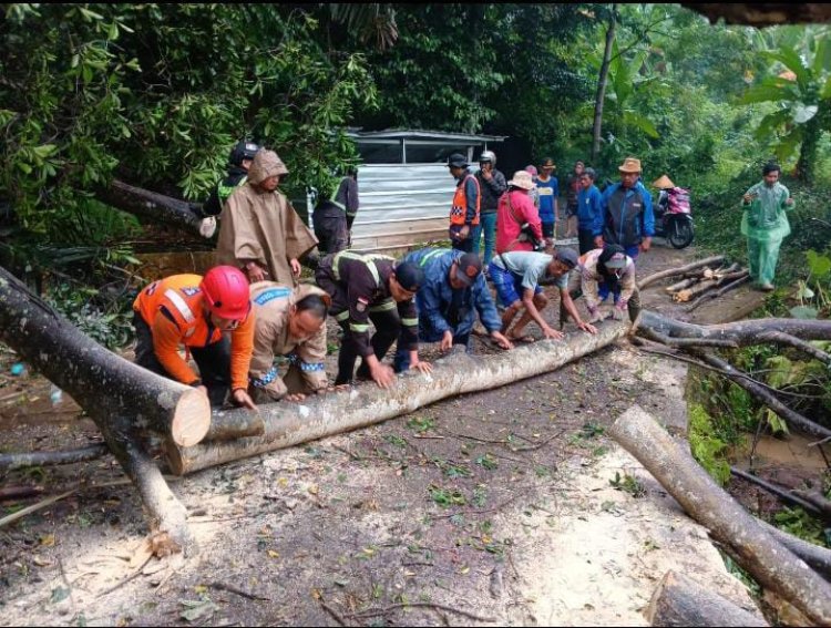 Pohon Beringin Puluhan Tahun Roboh di Dusun Wage Desa Babakan Reuma
