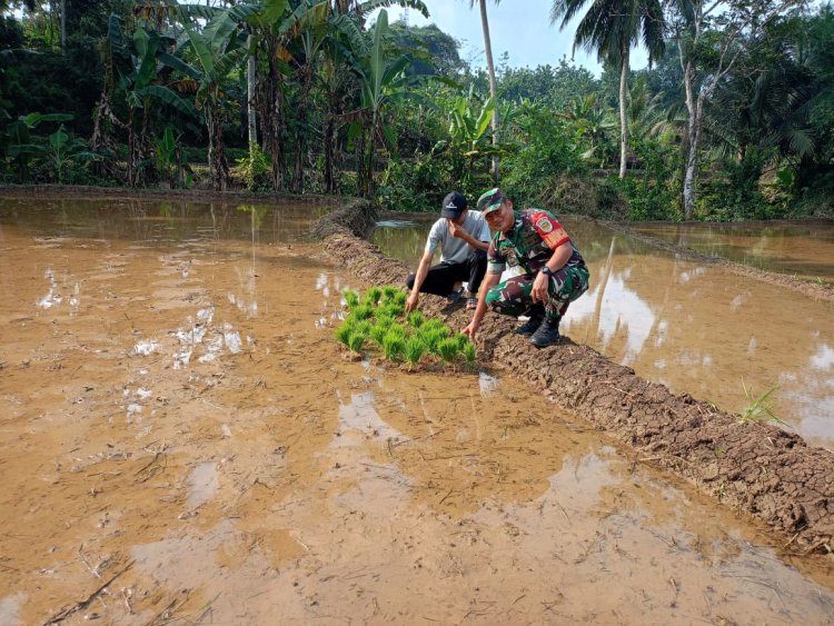 Babinsa Desa Padasenang Dampingi Petani Olah Tanam Padi