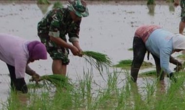 Babinsa Bangbayang Bersama PPL Dampingi Kelompok Tani Tingkatkan Ketahanan Pangan