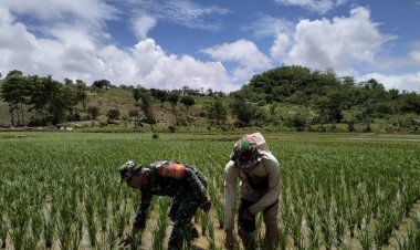 Serka Budi Babinsa Mekarsakti Dorong Ketahanan Pangan di Desa Mekarsakti, Kecamatan Ciemas