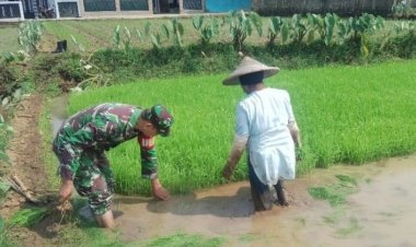 Sertu Herwan Afianto, Babinsa Koramil 2206/Parakansalak Laksanakan Pendampingan Ketahanan Pangan Bersama Poktan di Desa Sukatani