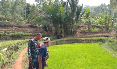 Koramil 0622-01/Cisolok Dampingi Petani Tingkatkan Produktivitas Padi
