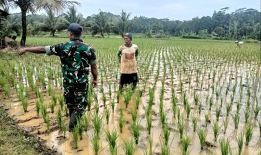 Koramil 0622-14/Surade Dorong Ketahanan Pangan Melalui Bina Petani