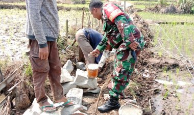 Kopka Tri Gunadi Babinsa Sirnamekar Koramil 2212/Tegalbuleud Melaksanakan Pendampingan ketahanan pangan kepada Poktan di Tipar Desa Sirnamekar