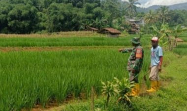 Koramil 2206/Parakansalak Gelar Pendampingan Ketahanan Pangan di Desa Sukakersa