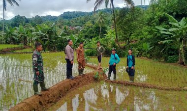Babinsa Koramil 0622-01/Cisolok Laksanakan Pendampingan Pertanian di Desa Gandasoli