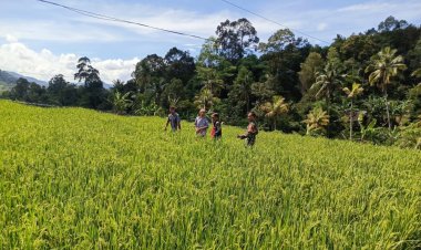 Pendampingan Ketahanan Pangan oleh Koramil 2201/Cisolok