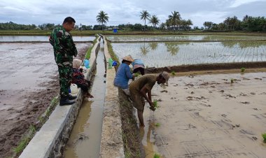 Koramil 2212/Tegalbuleud Dampingi Petani Tingkatkan Ketahanan Pangan
