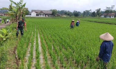 KORAMIL 2208/NYALINDUNG DUKUNG KETAHANAN PANGAN DI DESA KARANG JAYA