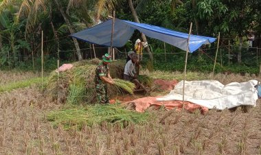 Koramil 2202/Plara Dampingi Petani Panen Padi di Desa Mekar Asih