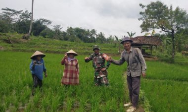 Koramil 2211/Sagaranten Dukung Ketahanan Pangan Melalui Pendampingan Kelompok Tani
