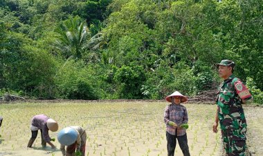 Koramil 2212/Tegal buleud Lakukan Pendampingan Ketahanan pangan di Desa Sumberjaya