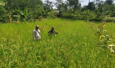 Koramil 2211/Sagaranten Melaksanakan Pendampingan Ketahanan Pangan di Desa Cidolog