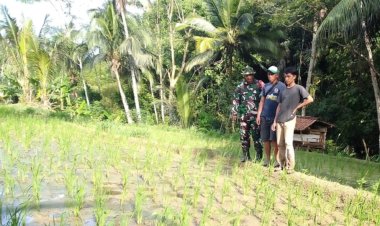 Babinsa Koramil 2212/Tegalbuleud Dampingi Poktan Tingkatkan Ketahanan Pangan