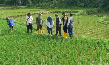 Koramil 2213/Jampang Kulon Mendukung Ketahanan Pangan di Desa Balekambang