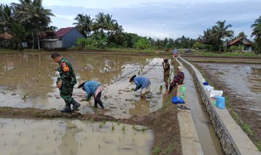 Koramil 2212/Tegalbuleud Melaksanakan Pendampingan ketahanan Pangan di Desa Buniasih