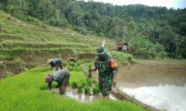 Babinsa Desa Cikarae Thoyibah Melaksanakan Pendampingan Ketahanan Pangan di Poktan Cigadog