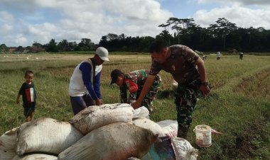 Babinsa Koramil 2214/Surade Laksanakan Giat Ketahanan Pangan Pemupukan Jagung di Gapoktan DS Telaga Murni