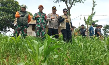 Koramil 2201/Cisolok Dukung Ketahanan Pangan Melalui Penanaman Jagung