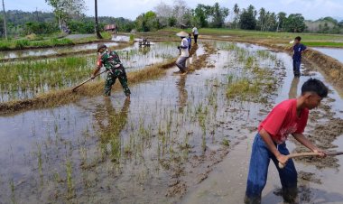 Babinsa Koramil 2212/Tegalbuleud Laksanakan Pendampingan Ketahanan Pangan di Cipanengah, Sirnamekar