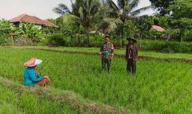 Babinsa Koramil 2212/Tegalbuleud Laksanakan Pendampingan Ketahanan Pangan di Desa Tegalbuleud