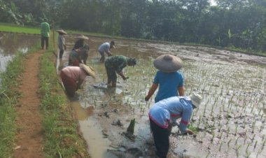 Babinsa Koramil 2212/Tegalbuleud Laksanakan Pendampingan Hanpangan kepada Kelompok Tani
