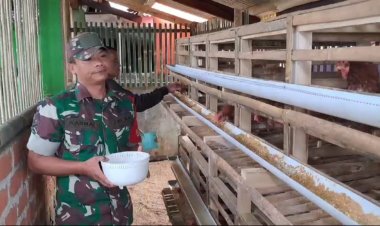 Peningkatan Ketahanan Pangan Melalui Budidaya Ayam Petelur Babinsa Serda Kasmat Lakukan Pengecekan dan Pengambilan Telur di Demplot Koramil 2209/Lengkong