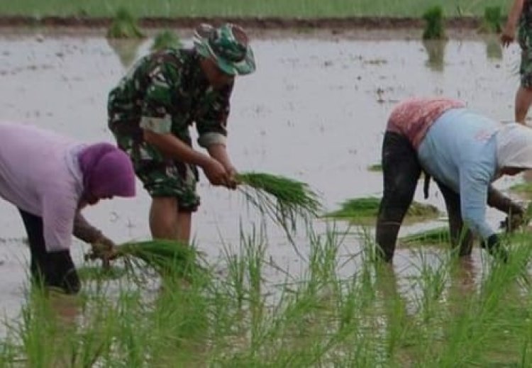 Babinsa Bangbayang Bersama PPL Dampingi Kelompok Tani Tingkatkan Ketahanan Pangan