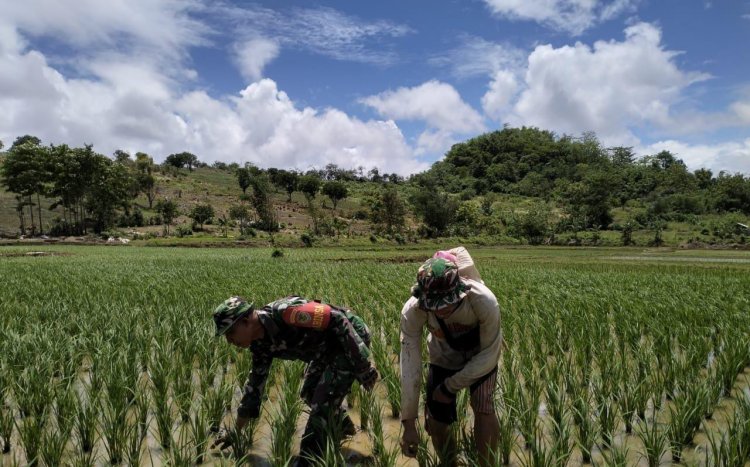 Serka Budi Babinsa Mekarsakti Dorong Ketahanan Pangan di Desa Mekarsakti, Kecamatan Ciemas