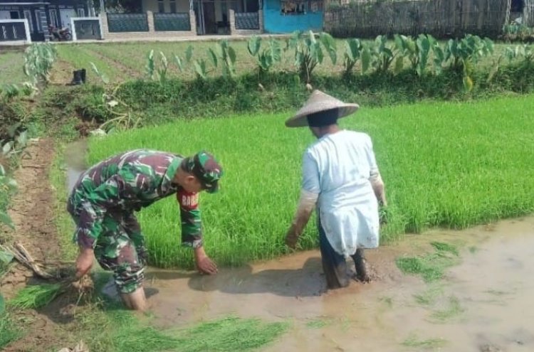 Sertu Herwan Afianto, Babinsa Koramil 2206/Parakansalak Laksanakan Pendampingan Ketahanan Pangan Bersama Poktan di Desa Sukatani