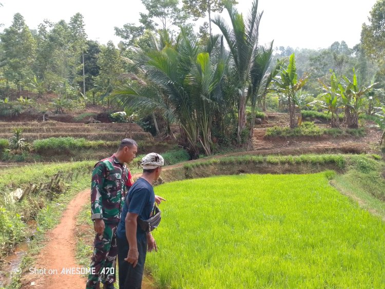 Koramil 0622-01/Cisolok Dampingi Petani Tingkatkan Produktivitas Padi