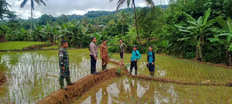 Babinsa Koramil 0622-01/Cisolok Laksanakan Pendampingan Pertanian di Desa Gandasoli