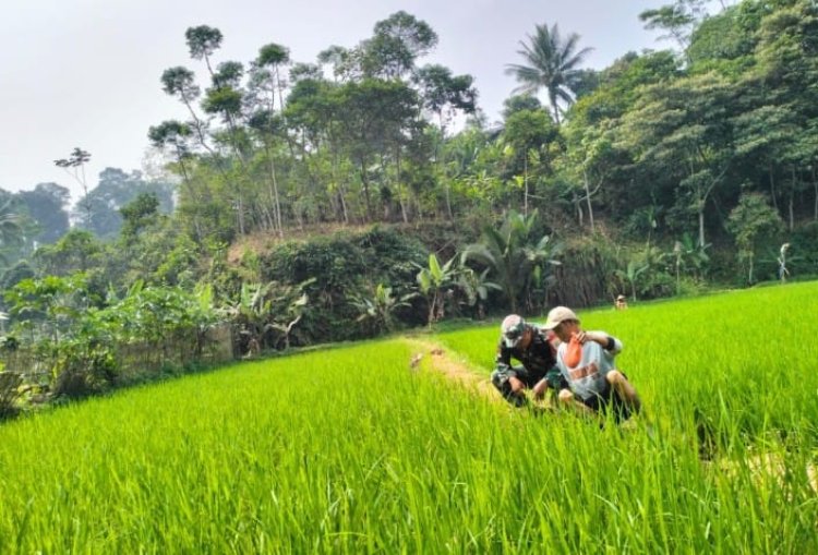 Koramil 2206/Parakansalak Laksanakan Pendampingan Ketahanan Pangan di Desa Lebaksari