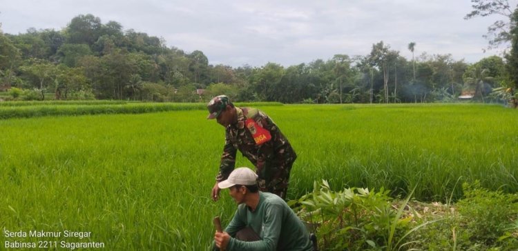 Koramil 2211/Sagaranten Melaksanakan Pendampingan Ketahanan Pangan