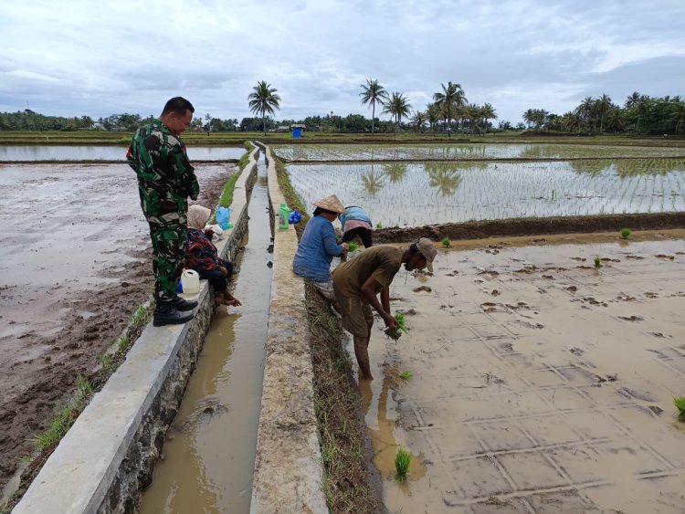 Koramil 2212/Tegalbuleud Dampingi Petani Tingkatkan Ketahanan Pangan