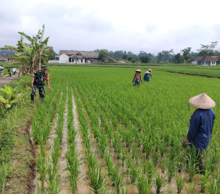 KORAMIL 2208/NYALINDUNG DUKUNG KETAHANAN PANGAN DI DESA KARANG JAYA