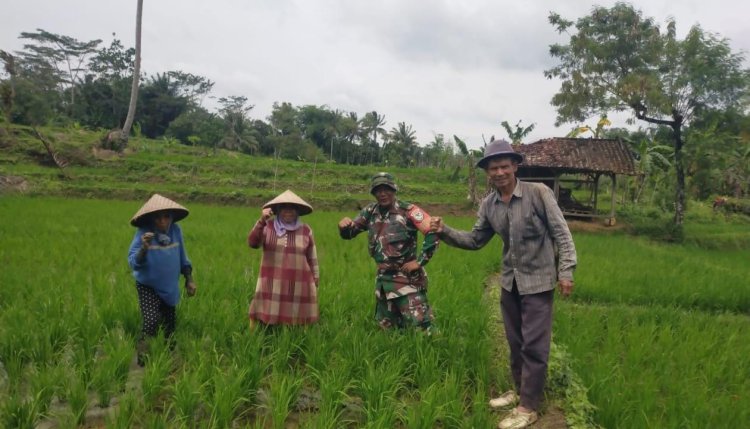 Koramil 2211/Sagaranten Dukung Ketahanan Pangan Melalui Pendampingan Kelompok Tani
