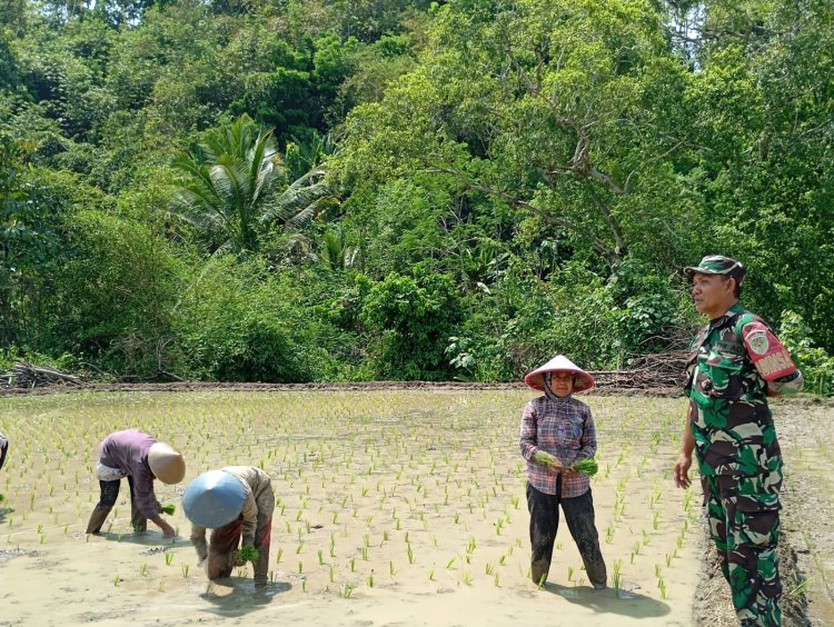 Koramil 2212/Tegal buleud Lakukan Pendampingan Ketahanan pangan di Desa Sumberjaya