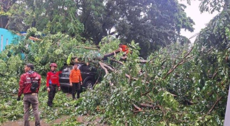 Hujan Deras Disertai Angin Kencang Sebabkan Pohon Tumbang di Kota Bogor