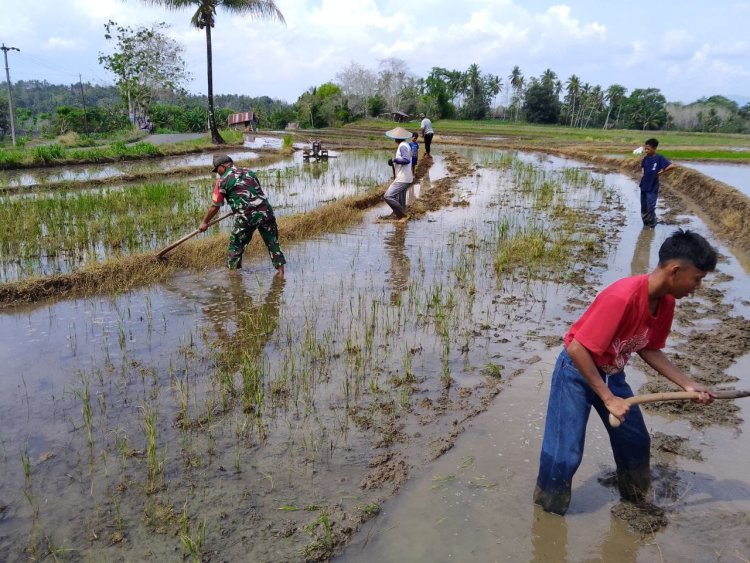 Babinsa Koramil 2212/Tegalbuleud Laksanakan Pendampingan Ketahanan Pangan di Cipanengah, Sirnamekar
