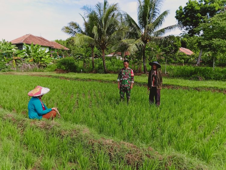 Babinsa Koramil 2212/Tegalbuleud Laksanakan Pendampingan Ketahanan Pangan di Desa Tegalbuleud