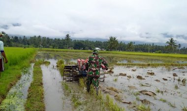 Babinsa Koramil 2212/Tegalbuleud Dampingi Poktan dalam Program Ketahanan Pangan
