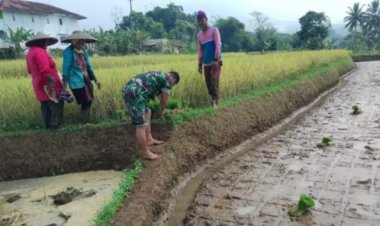 Babinsa Koramil 2206/Parakansalak Dampingi Kelompok Tani dalam Ketahanan Pangan