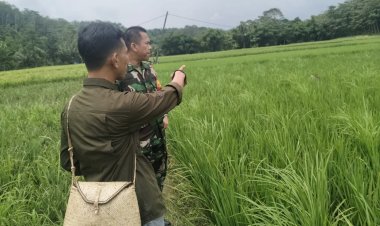 Babinsa Koramil 2212/Tegalbuleud Dampingi Kelompok Tani di Desa Buniasih