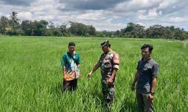 BABINSA KORAMIL 2212/TEGALBULEUD DAMPINGI KELOMPOK TANI DALAM PROGRAM KETAHANAN PANGAN